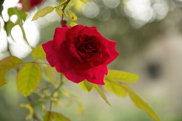 Obraz premium red rose with most beautiful colour