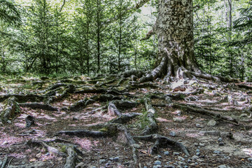 Un árbol extiende sus raíces y las deja a la vista en el Pirineo. Aragón, España-