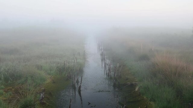Bog in the fog,  landscape with moor ditch at the foggy morning, summer, north germany