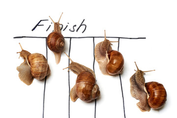 Snail Race. The snail crosses the finish line. Competition, competition concept. Isolated on a white background.