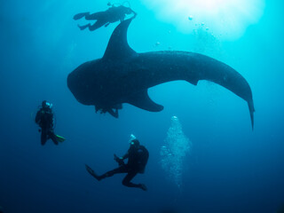 Whale shark surrounded by the divers, Oslob, Philippines. Selective focus