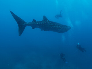 Obraz premium Whale shark surrounded by the divers, Oslob, Philippines. Selective focus