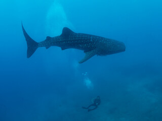 Whale shark and the divers, Oslob, Philippines. Selective focus