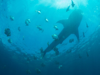 Silhouette of whale shark at the surface surrounded with small fishes Oslob, Philippines. Selective focus