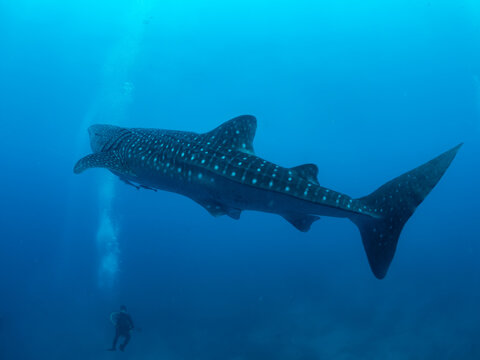 Whale shark and the divers, Oslob, Philippines. Selective focus