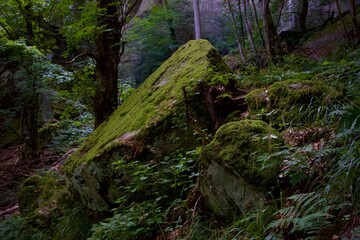 moss covered rocks