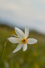 Daffodil flower in the wild