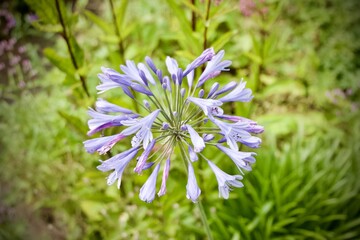 blue flower in the garden