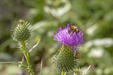Bumblebee on a beautiful burdock purple flower