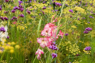 flowers in the meadow