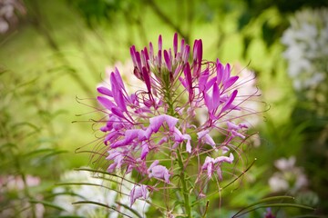 purple flower in the garden