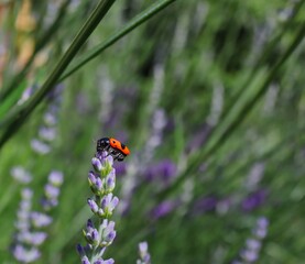 Closeup of Clytra Laeviuscula (the Ant Bag Beetle) on Purple Lavender in the Garden. Four Spotted Leaf Beetle on Flowering Plant on Czech Meadow.