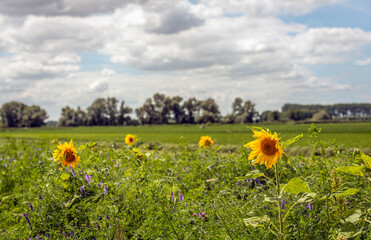 Colorful field edge along a Dutch meadow. The plants are sown to promote biodiversity in the region. The photo was taken in the summer season.