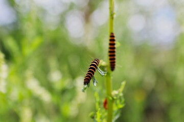 Closeup of Cinnabar Moth Caterpillar Feeding on Green Leaf on a Meadow in Czech Nature. Beautiful Orange and Black Striped Caterpillar of Tyria Jacobaeae.