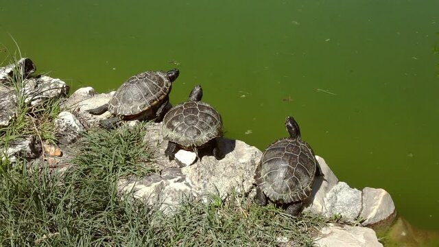 Three turtles sunbathe at the edge of a pond