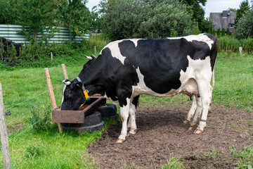 Kühe eines BIO Bauernhofes auf einer grünen Wiese in Schleswig-Holstein
