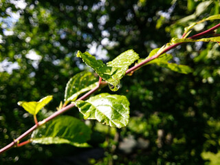 Obraz premium A crystal clear raindrop, with the reflection of leaves and twigs, on the tip of a green plum leaf in the sunlight.