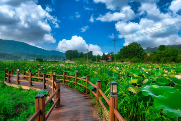 The beauty of the lotus field in the morning.at Pocheon Seoul Korea.