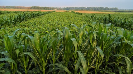 green corn field