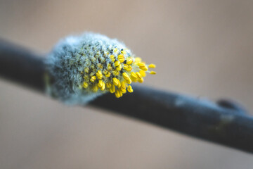 A close up image of a fluffy and yellow flower bud on top of a branch