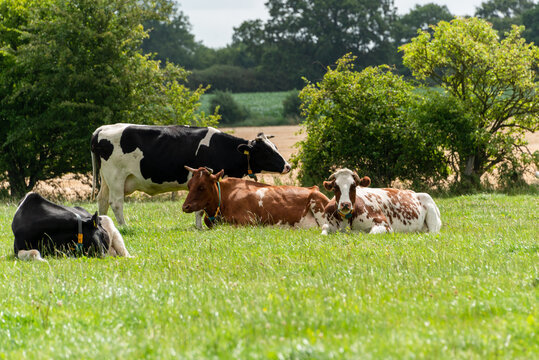 K&uuml;he eines BIO Bauernhofes auf einer gr&uuml;nen Wiese in Schleswig-Holstein