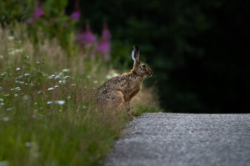 Rabbit in the grass