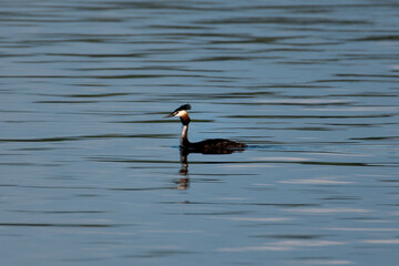 Grebe swimming on a lake