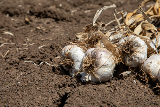 Garlic: Bunch of fresh garlic harvest on soil ground. Freshly dug heads of garlic bulbs.