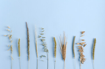 Oats, wheat, grass lie on a blue background, vertikal background
