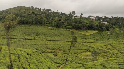 Tea plantation