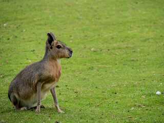 Mara looks around the zoo