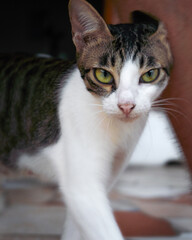 The cat rubs its head against the owner's leg