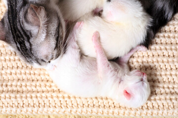 Newborn little kittens for the first time suck a cats milk with eyes closed. Little albino kittens...