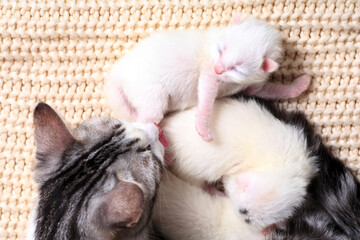 Newborn little kittens for the first time suck a cats milk with eyes closed. Little albino kittens are completely white. The cat gave birth to kittens and sleeps with them.