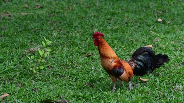 rooster in the grass