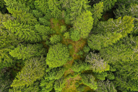 Bird eye perspective drone photograph with a pine forest in summer season.