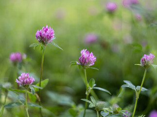 Pink clover growing on a flower meadow.