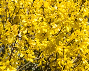 Forsythienstrauch