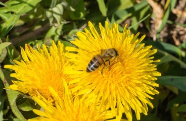 Biene auf Löwenzahnblüte 