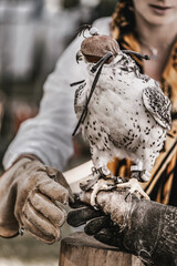 hunting Falcon with a hood on its head sits on a gloved hand