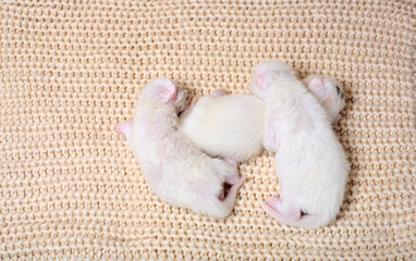 Newborn little kittens for the first time suck a cats milk with eyes closed. Little albino kittens...