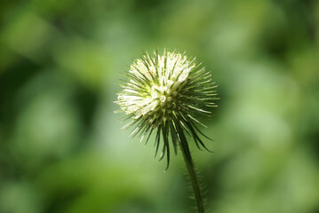 Klette mit Blüten einzeln 202082