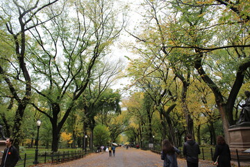 Central Park during the fall season - Leaves on the ground 