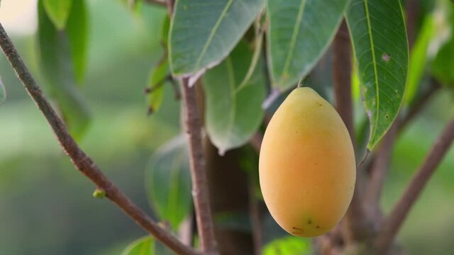 Mayongchid Maprang Marian Plum and Plum Mango in Thailand
