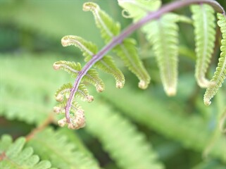 Closeup grren leaf of fern plant in garden with blurred background ,macro image ,nature leaves 