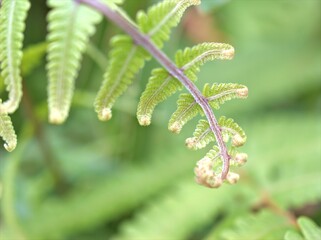 Closeup green leaf of fern plant in garden with blurred background ,macro image ,nature leaves, soft focus	