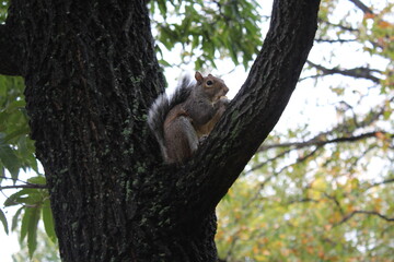 Cute squirrel eating nuts on a tree at the Central Park, New York - Fall season