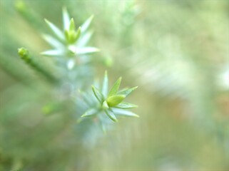 close up of green leaves of pine tree with blurred background ,macro image ,soft focus ,nature leaf for card design	