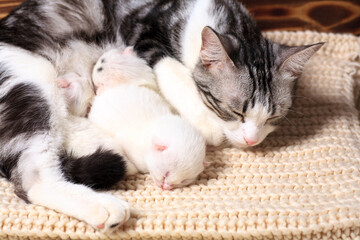 Very little kitten on the hand