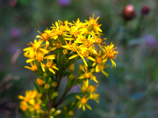 yellow St. John's wort blooms in summer